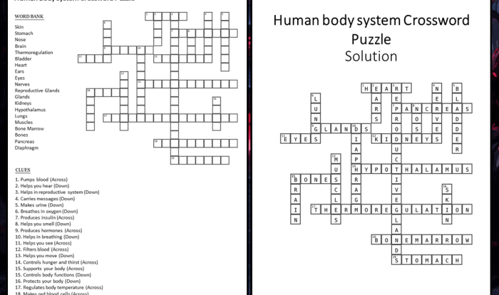 Human body system crossword puzzle