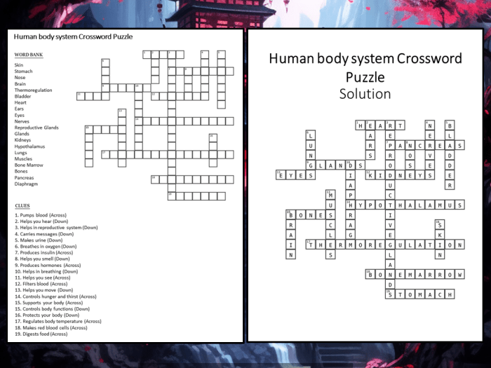 Human body system crossword puzzle